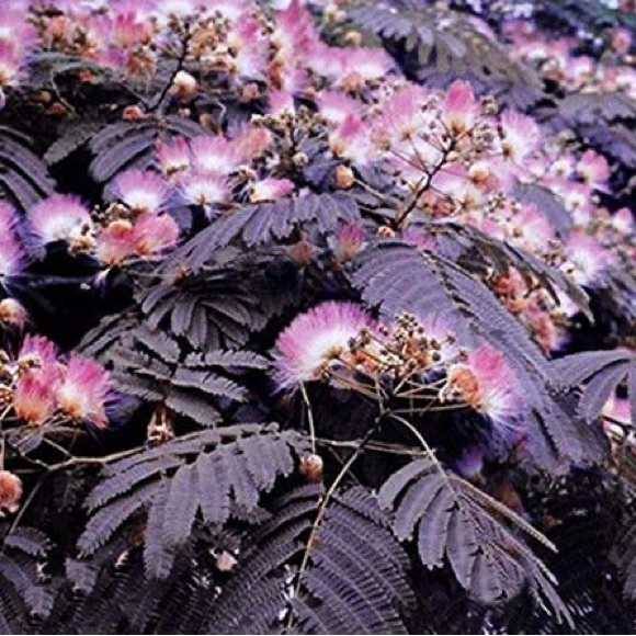 purplemimosa8